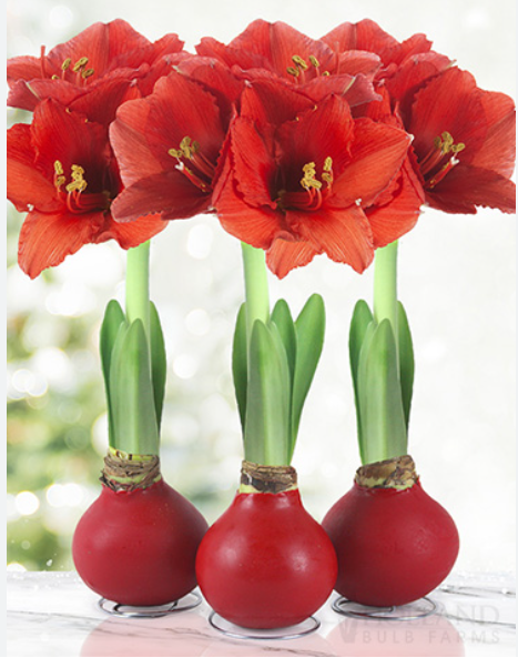 Amaryllis Bulbs - Easy-Care Pink Wax with White/Pink Blooms, Indoor Flower  Bulbs