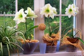 Caring for Amaryllis Plants