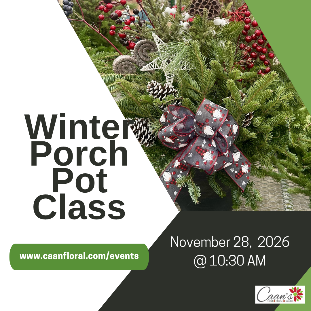 Winter Porch Pot Class